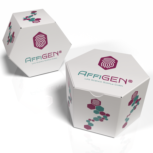 [AFG-M-0496] AffiGEN® T7 RNA Polymerase GMP Grade